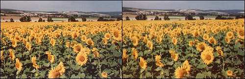Sonnenblumen in 3D